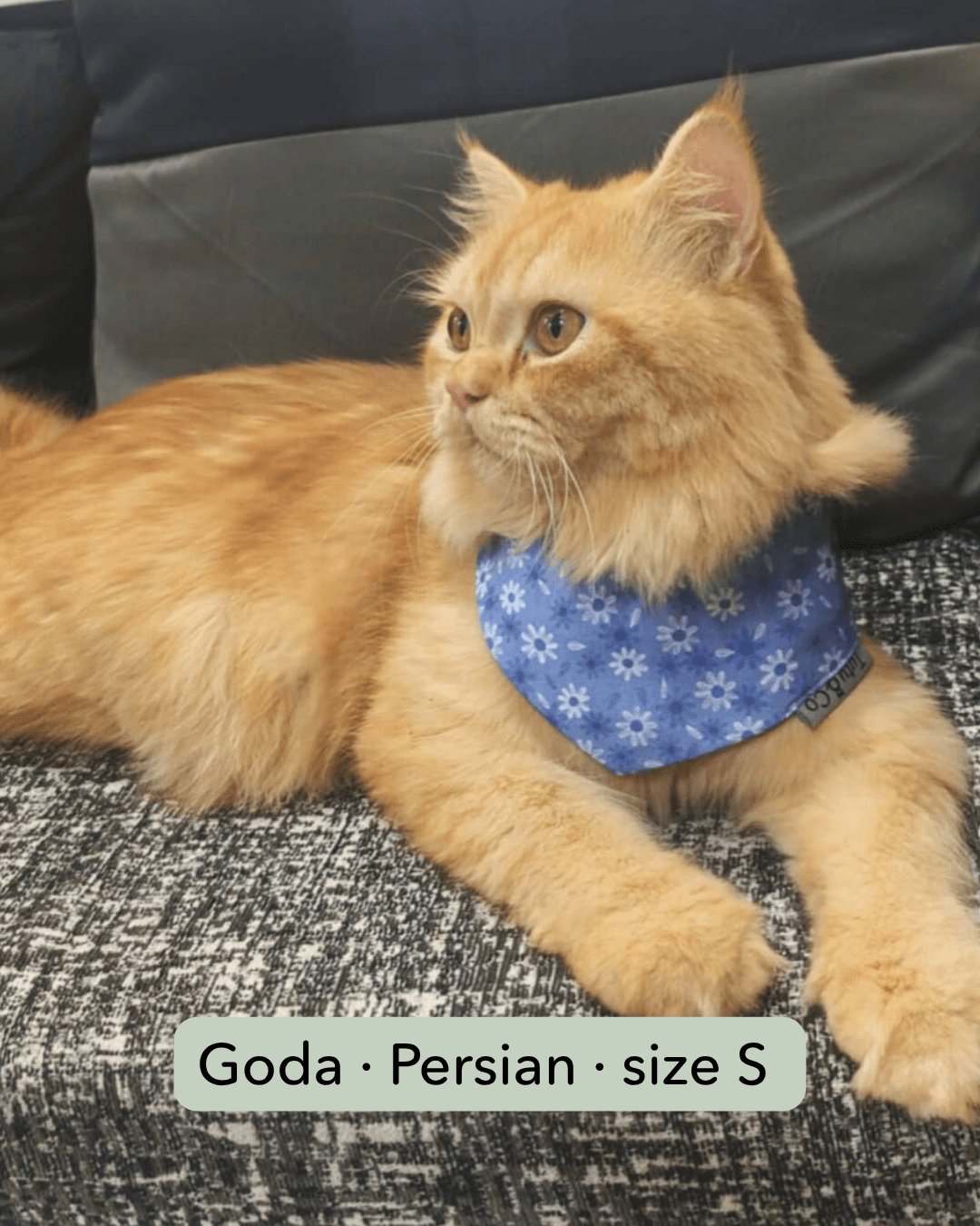 Goda with Dnyaneshwari