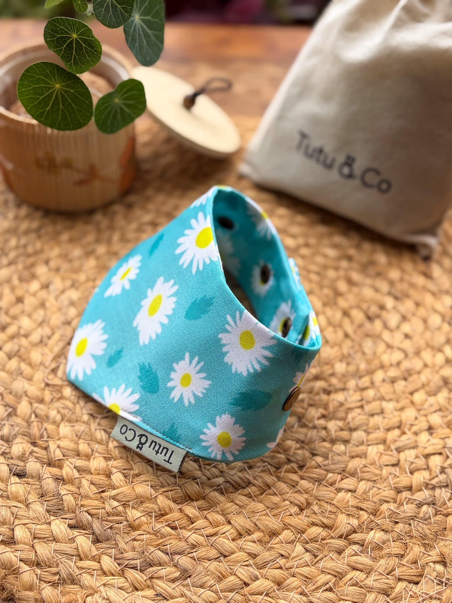 Daisy Skies — photo 2