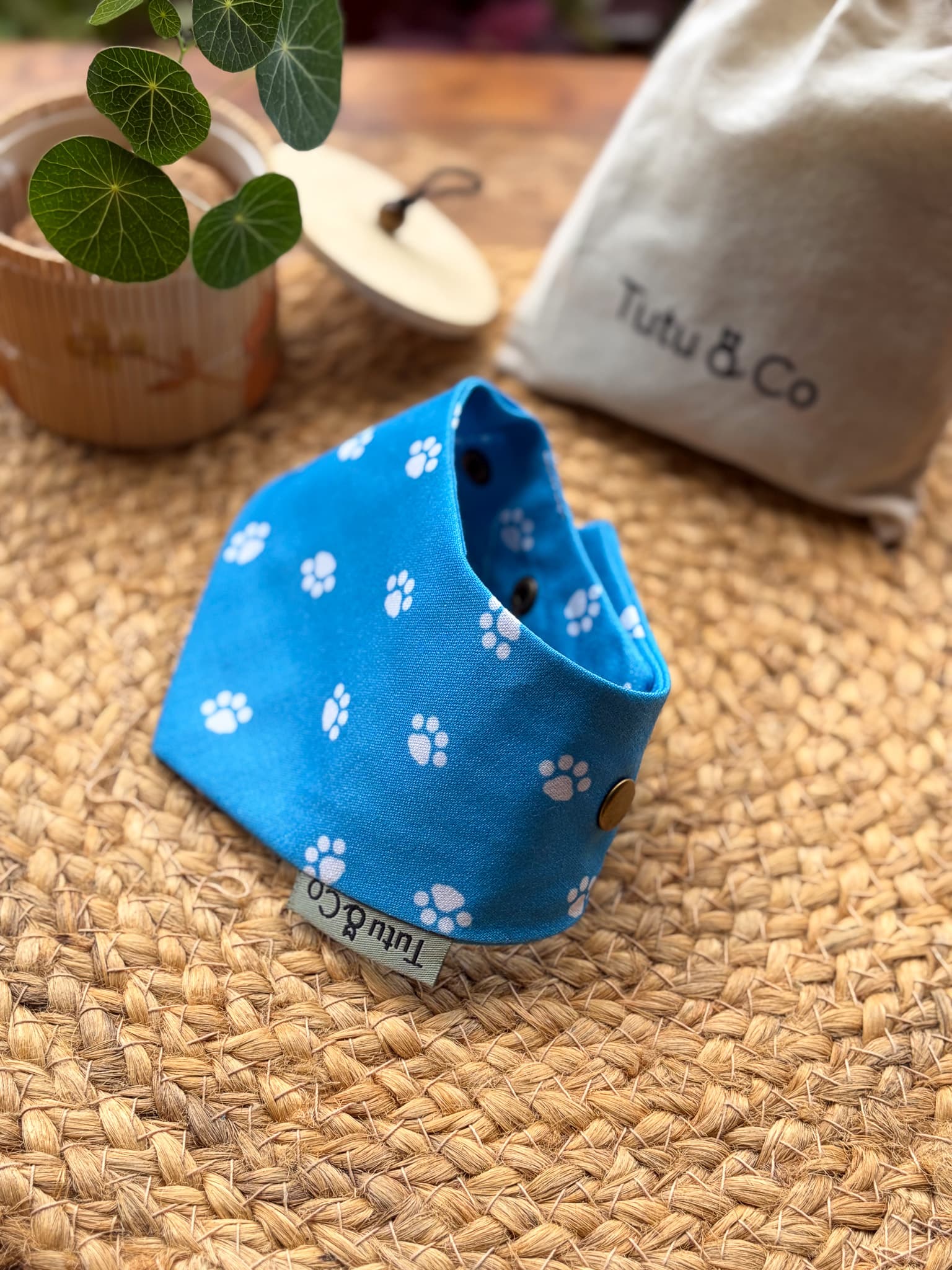 Azure Paws — photo 2
