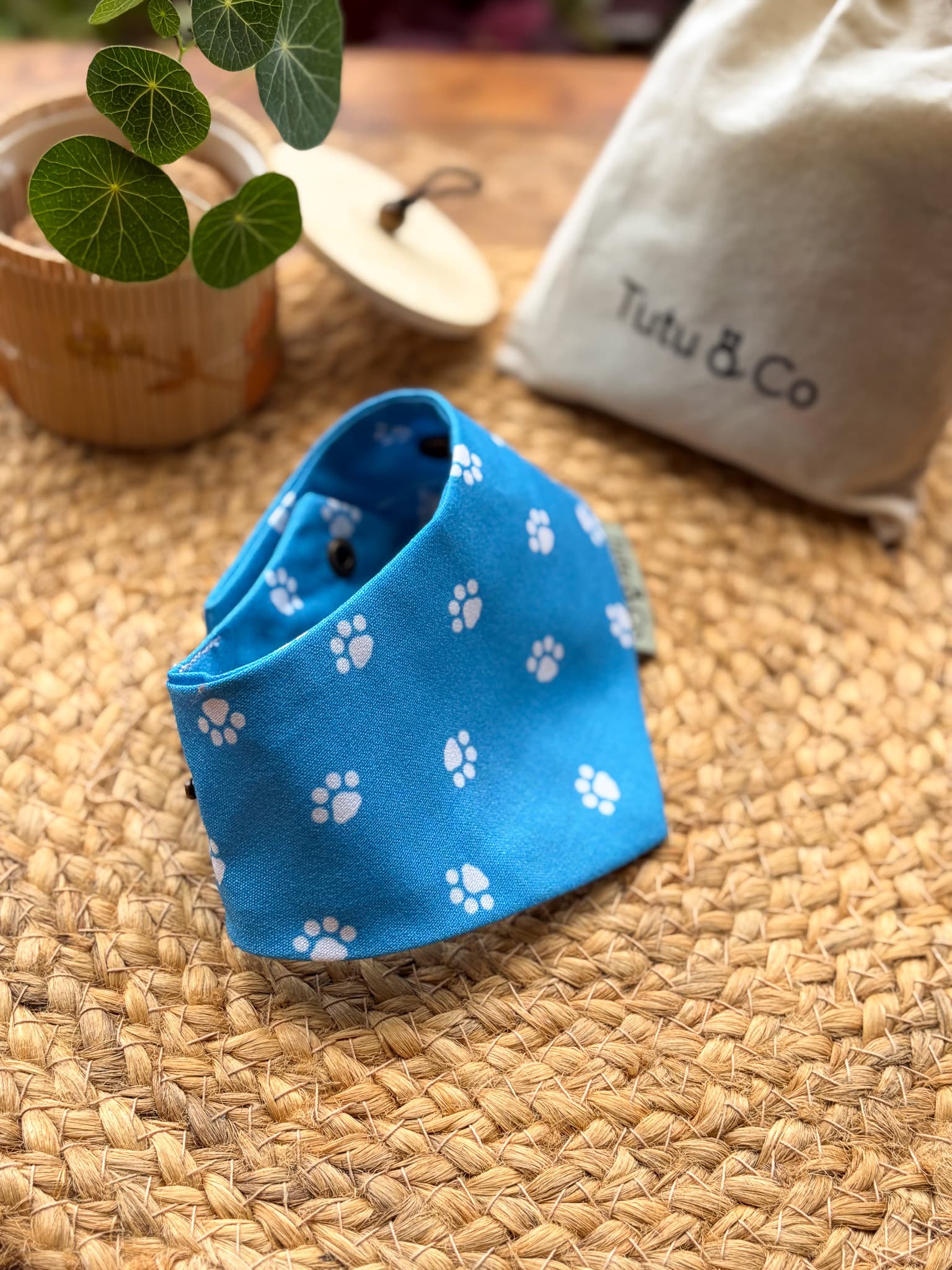 Azure Paws — photo 3