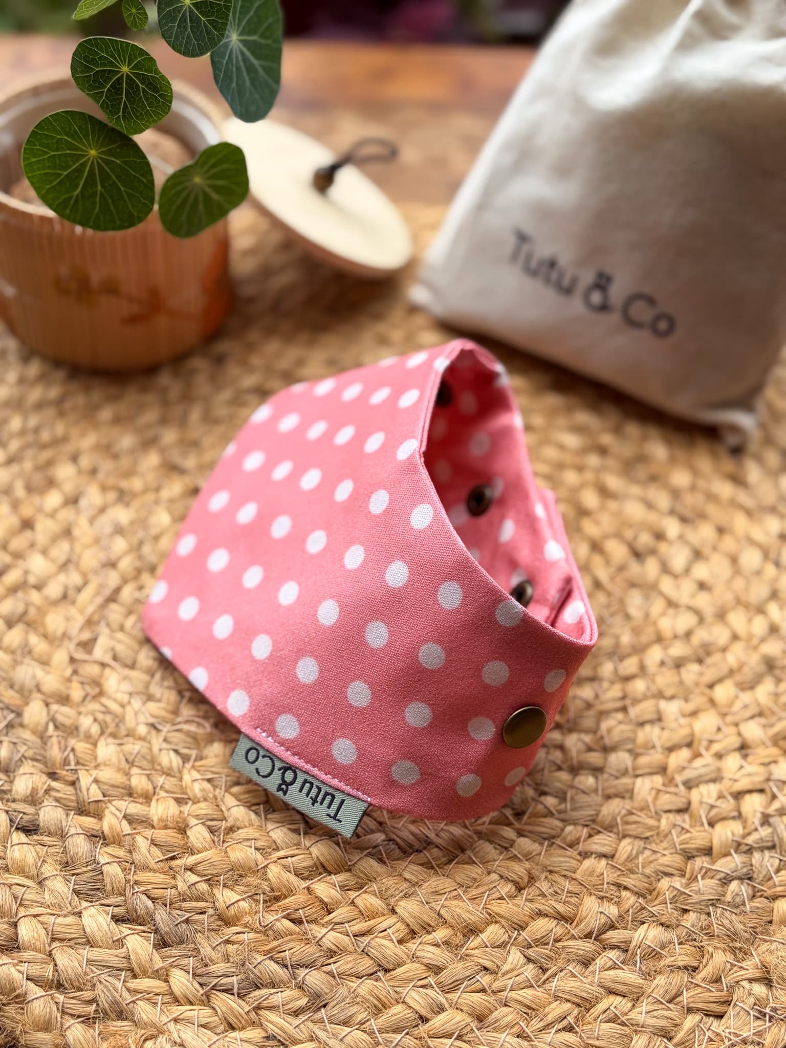 Peach Polka — photo 2