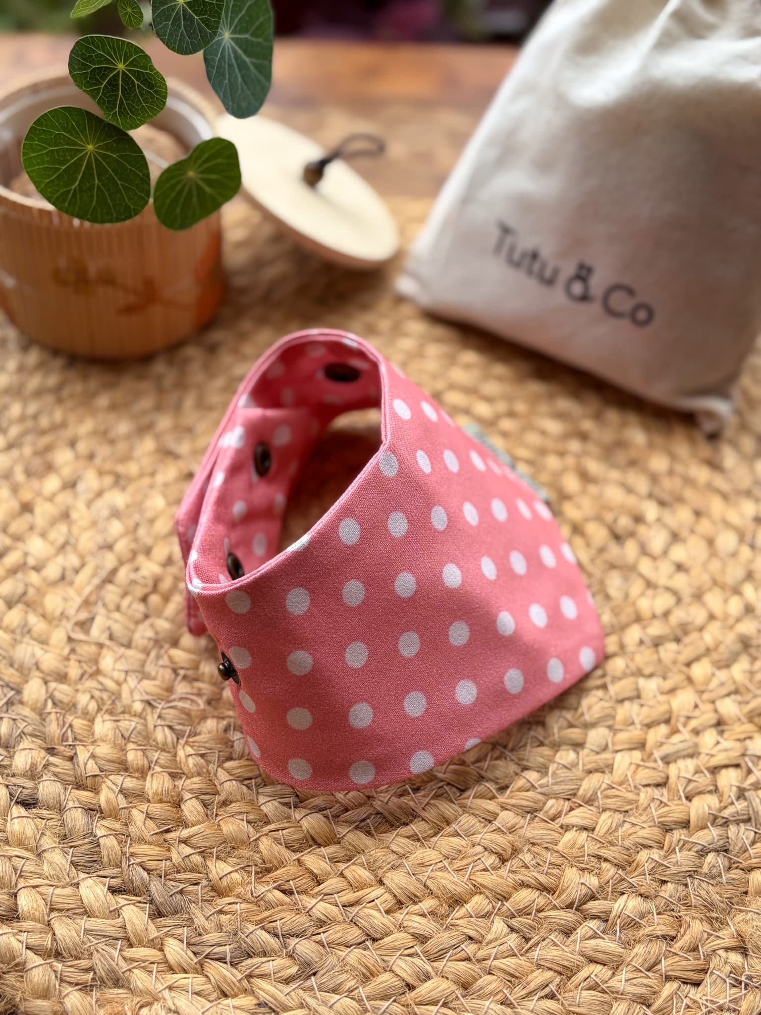Peach Polka — photo 3