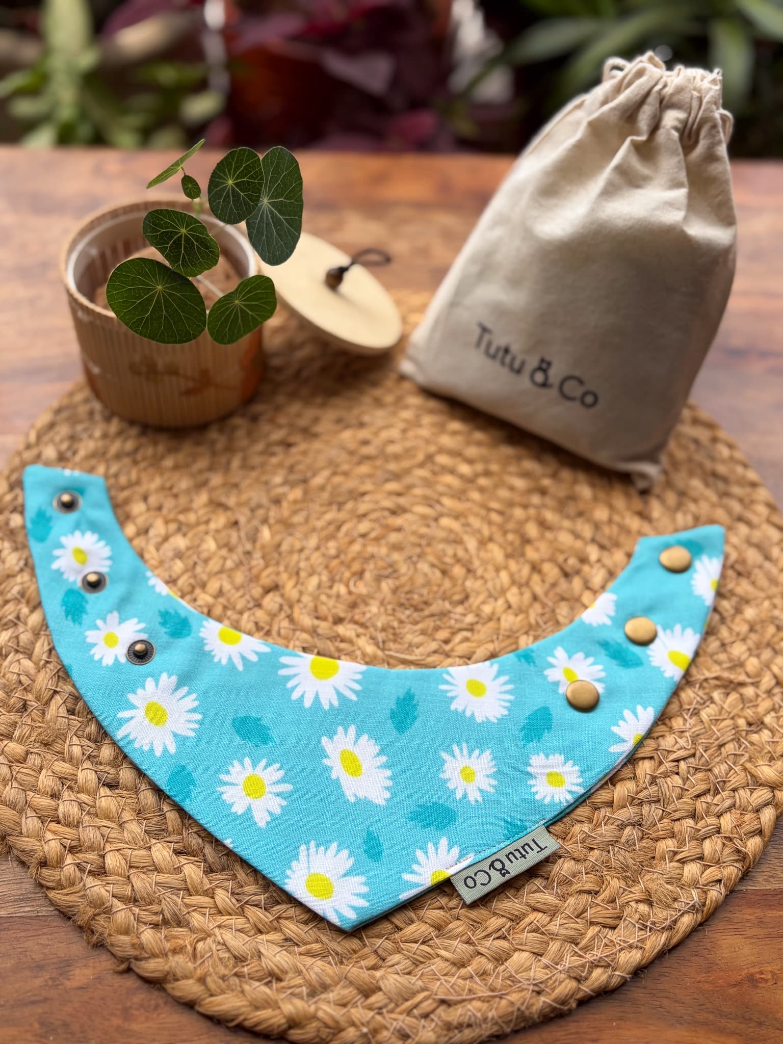 Daisy Skies — photo 4