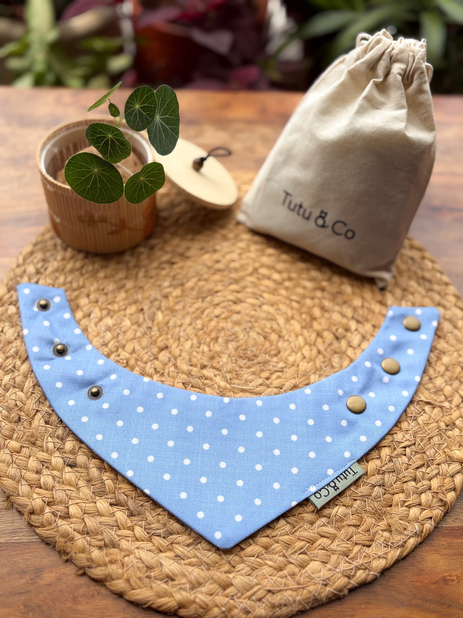 Bluebird Dot — photo 4