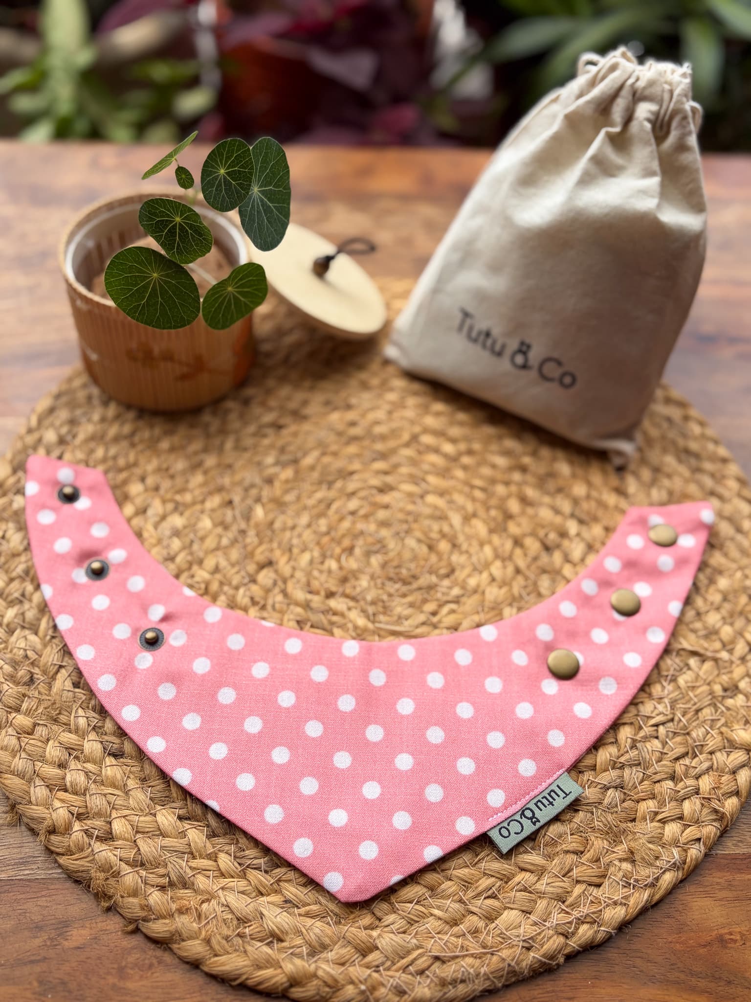 Peach Polka — photo 4