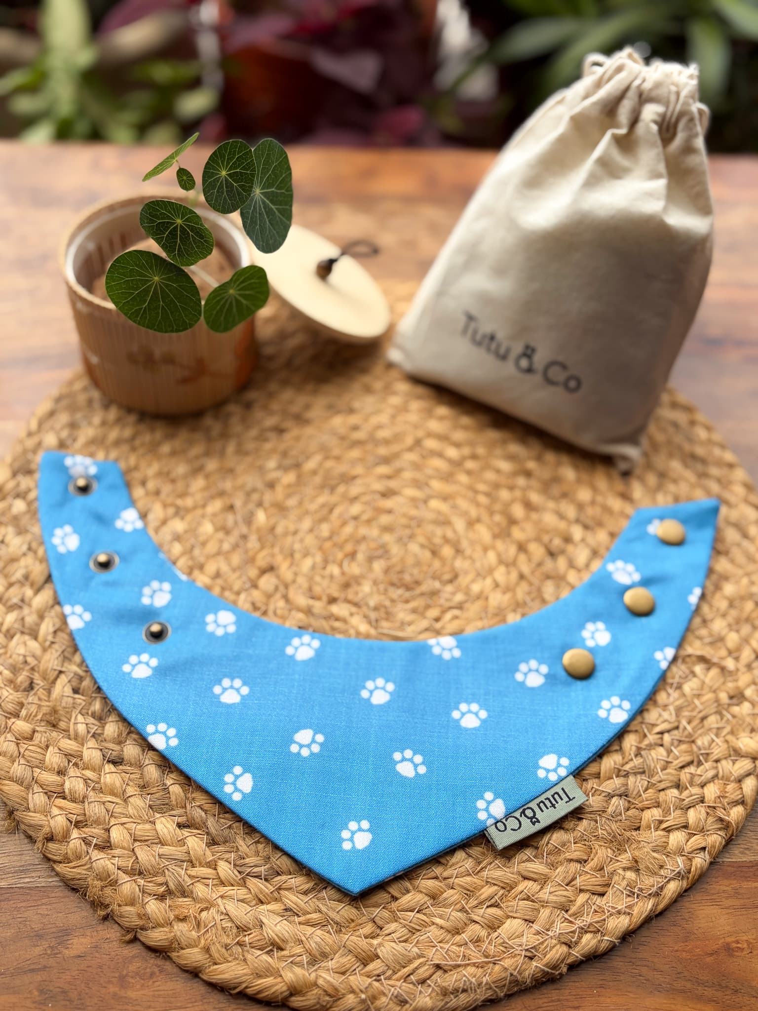 Azure Paws — photo 4